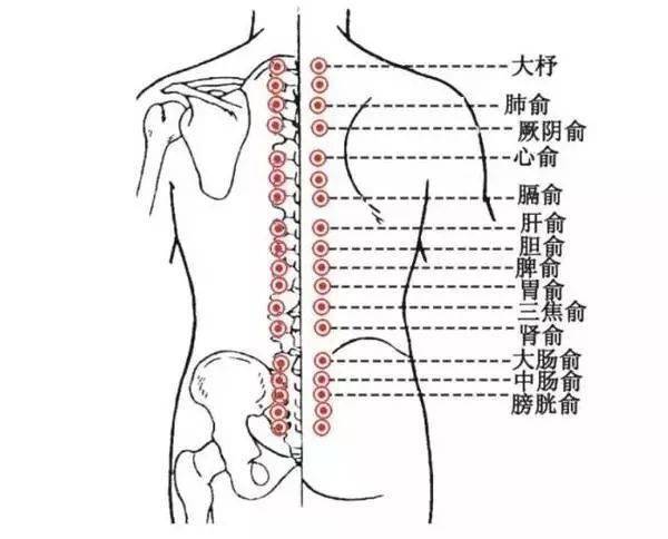 功效:调理脾胃,扶正祛邪,对伤食(消化不良)有很好的治疗效果.