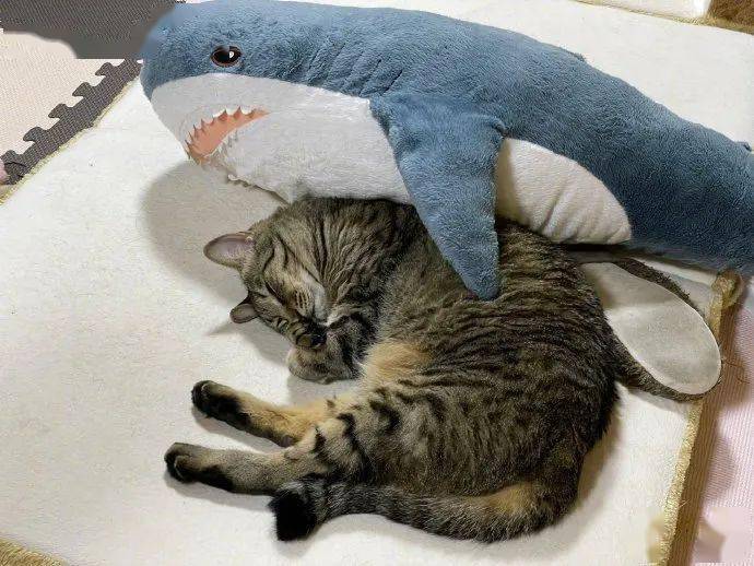 猫咪每天都要给鲨鱼做心肺复苏,感觉鲨鱼好绝望啊