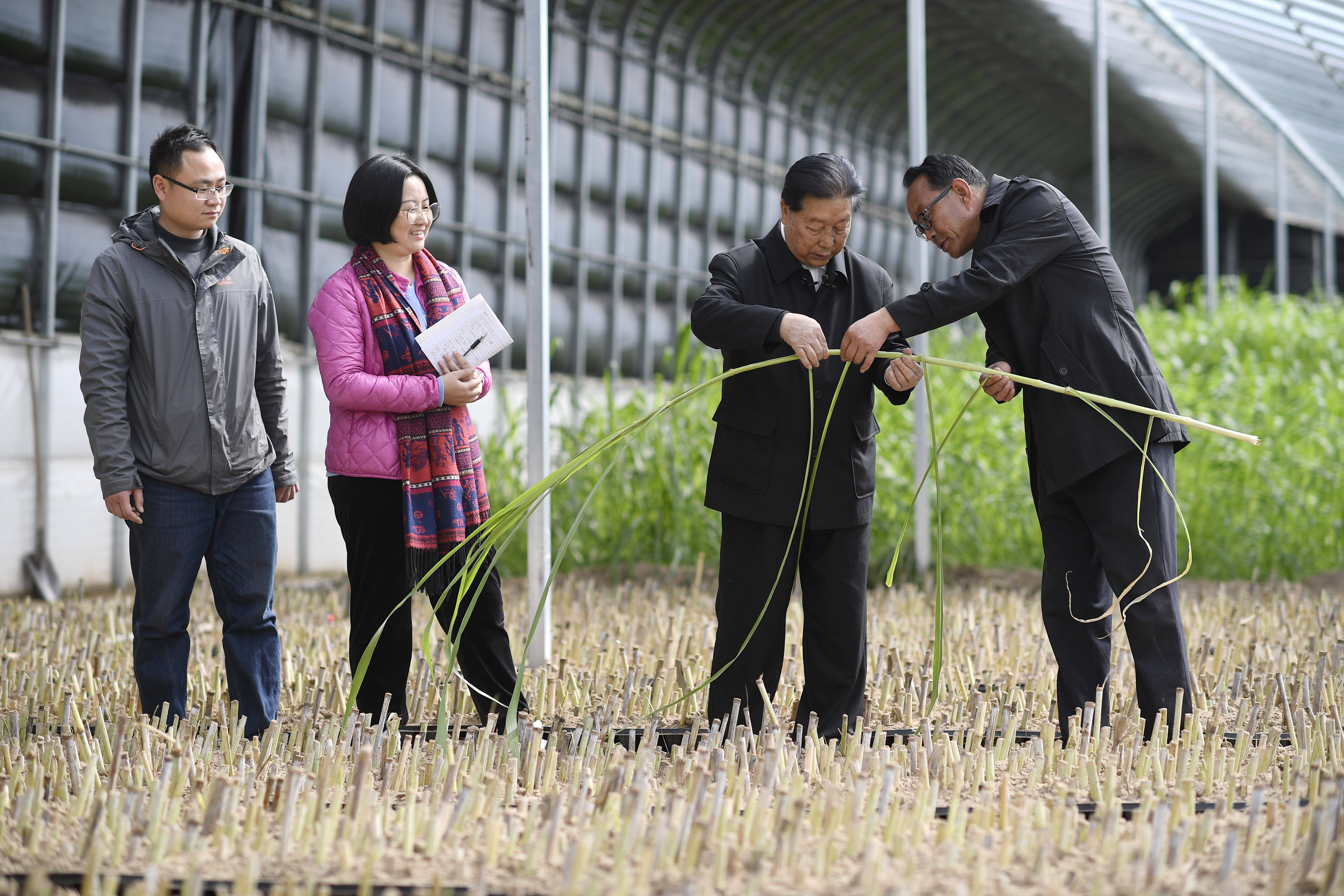 福建农林大学教授林占熺(右二)与农户交流菌草种植技术(3月29日摄)