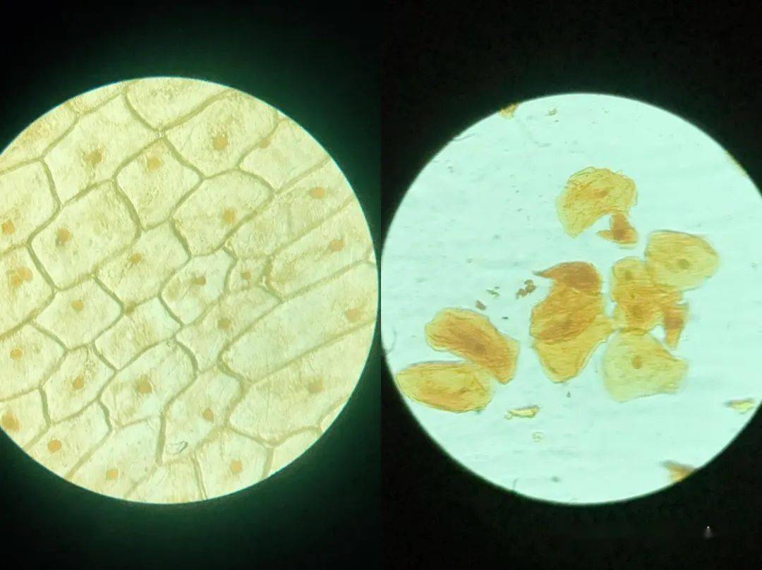 2,在显微镜下观察永久装片;3,自己动手制作洋葱表皮细胞临时装片和