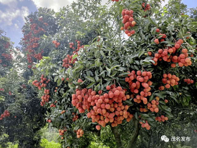 进奉,观音绿,岭丰糯,红绣球,御金球,井岗红糯,庙种糯,翡脆,唐夏红等20