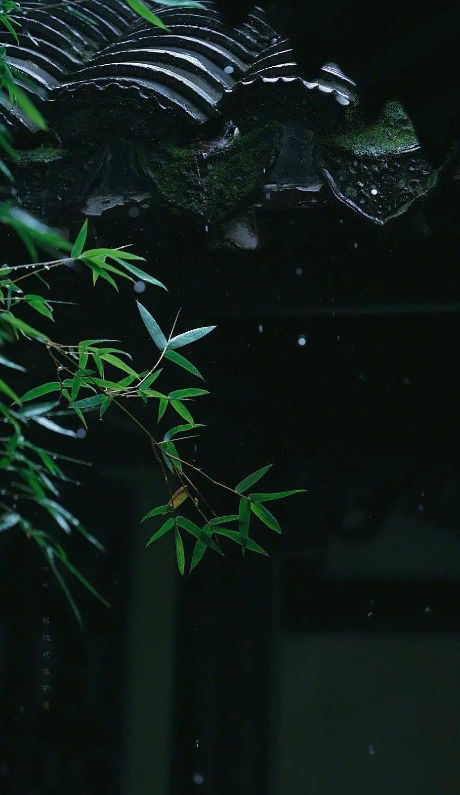 听琴| 夏日最宜檐雨竹潇潇