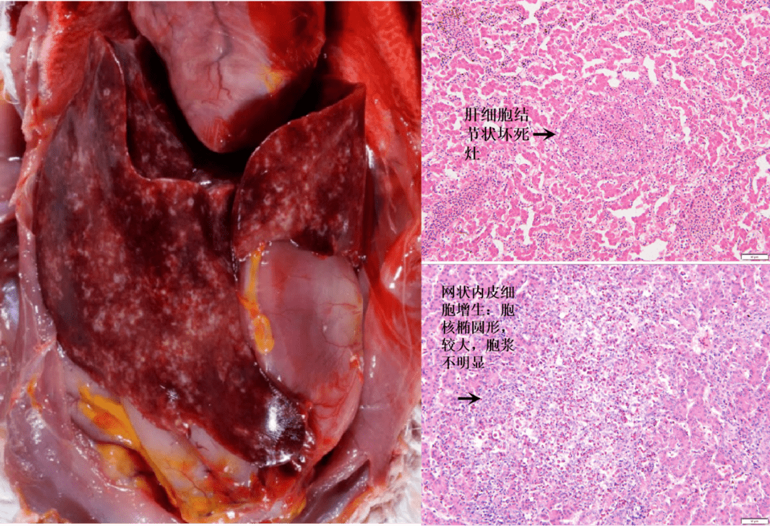 鸡"肝破裂"病例的组织病理学观察与类病诊断_肝脏