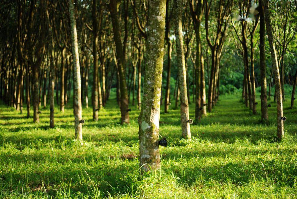 中国有多少橡胶林?60年扩张300多倍,橡胶沦为"罪恶之林"?