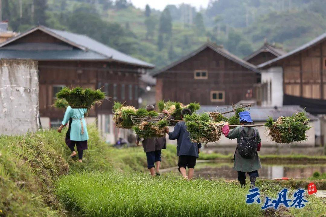 丹寨:时雨及芒种,四野皆插秧_兴仁镇