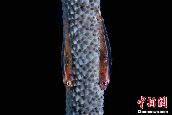 世界海洋日 三亚海底神奇生物亮相