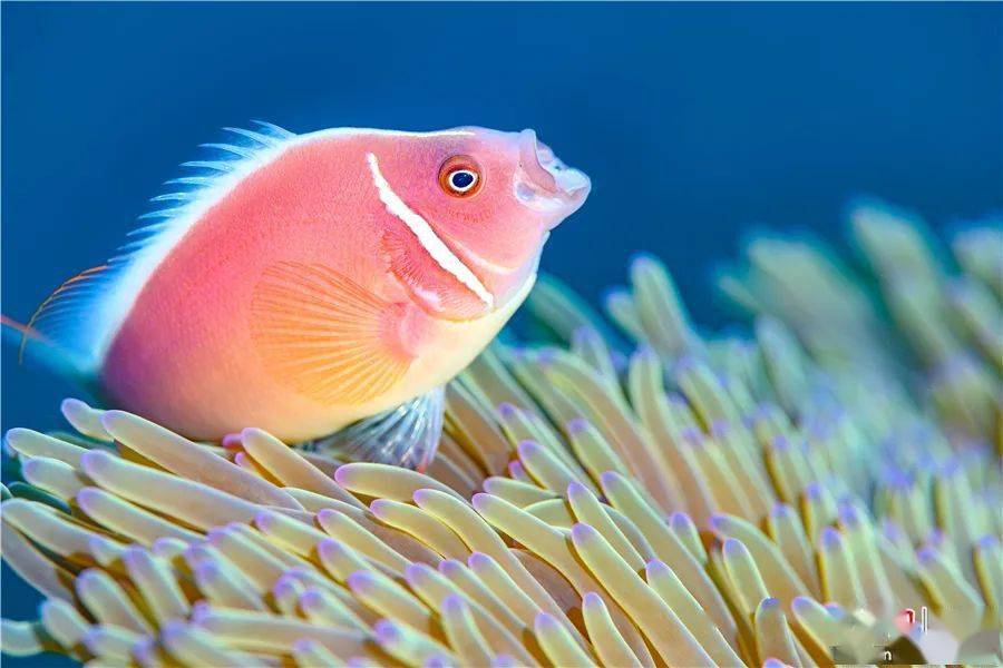 世界海洋日,来认认三亚海底这些神奇生物