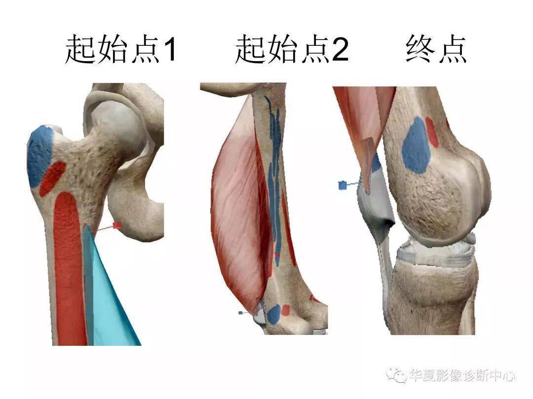 膝关节解剖图谱收藏