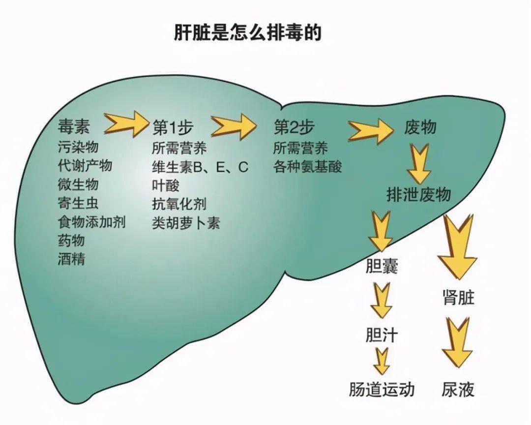 浅谈肝脏两个方向代谢清除功能强大是优点乙肝耐受机制是弱点