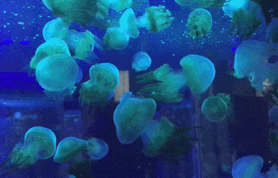 龙湖全民健身中心/点点梦想城/未来动物城 快带娃一起来嗨皮一下!