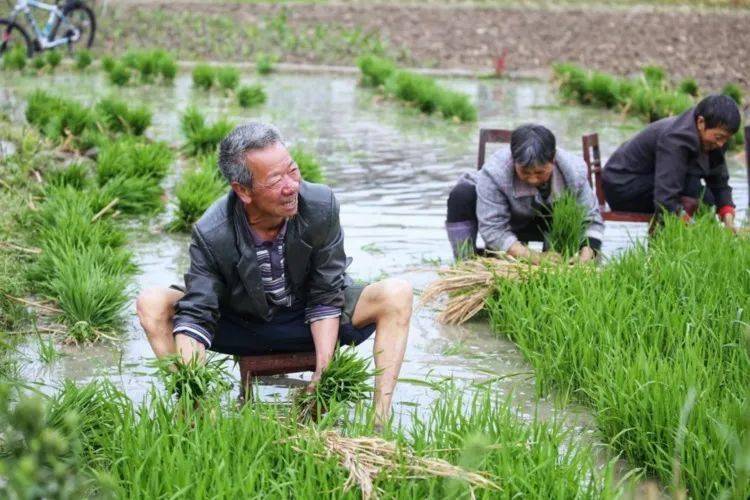 插秧啦!青川播种"希望",孕育稻香正当时!