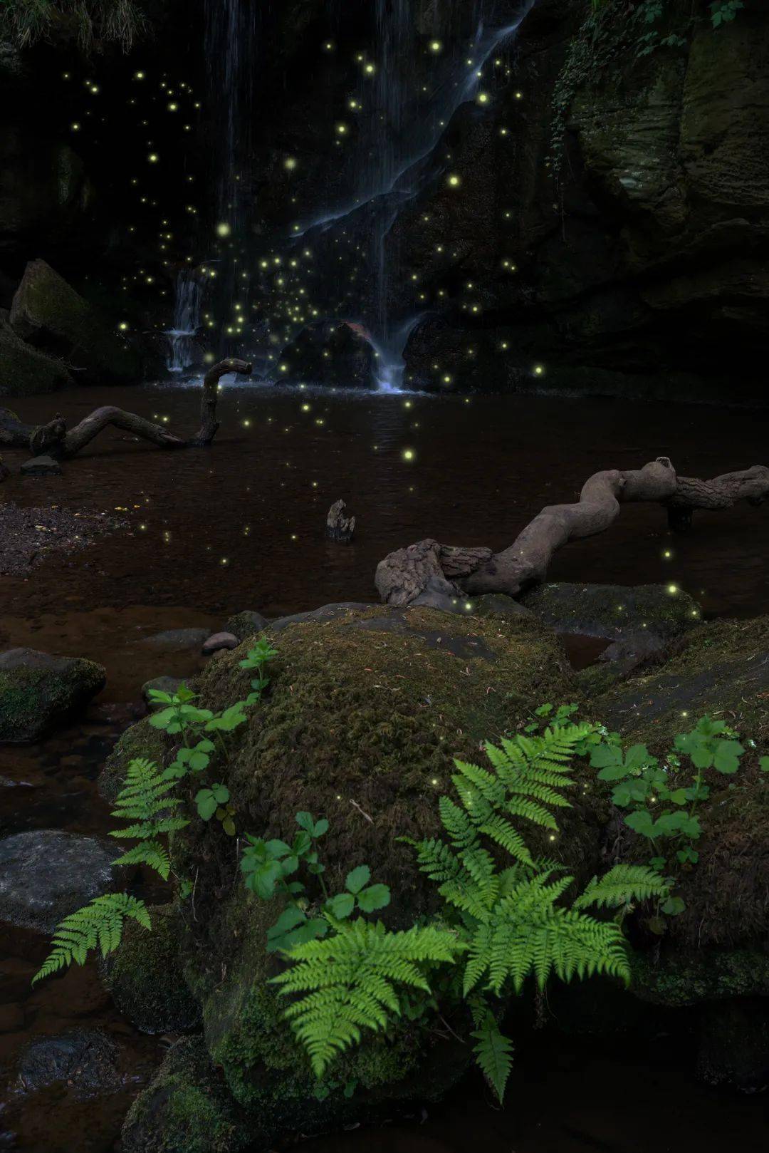莫干山的荧光水森林 就变成了童话世界 无论晴雨,都能看到萤火虫 在