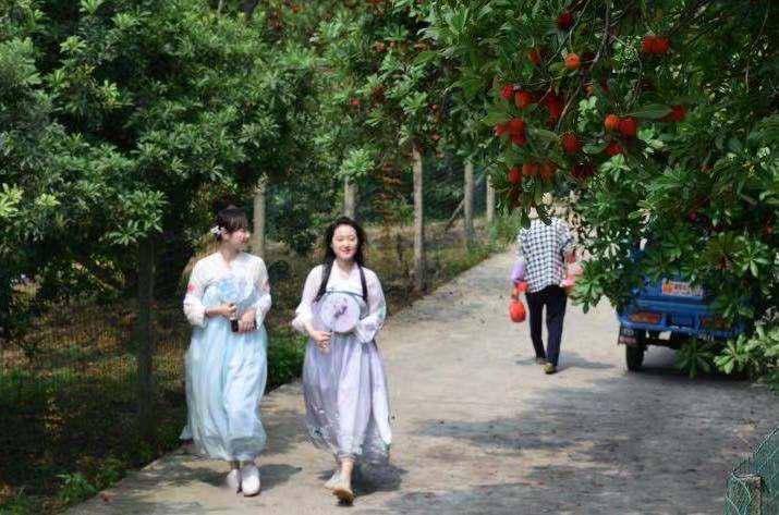 又到杨梅成熟时个大味甜鲜味十足的渚山杨梅迎来采摘旺季