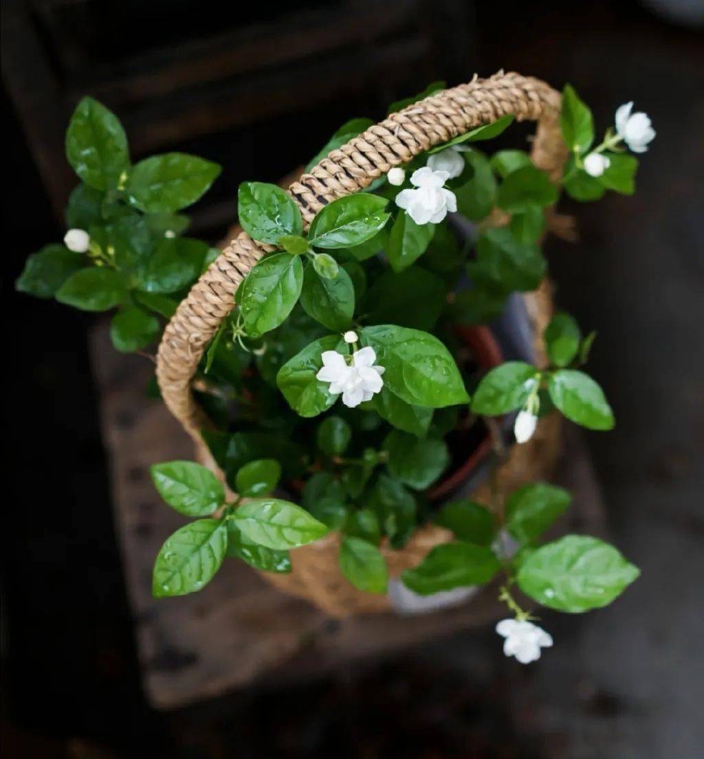 你是我的小茉莉