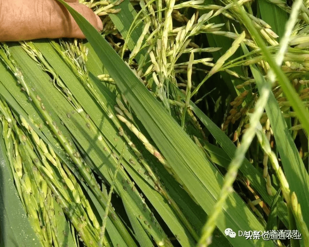 稻飞虱致使水稻大面积倒伏颗粒无收如何防治