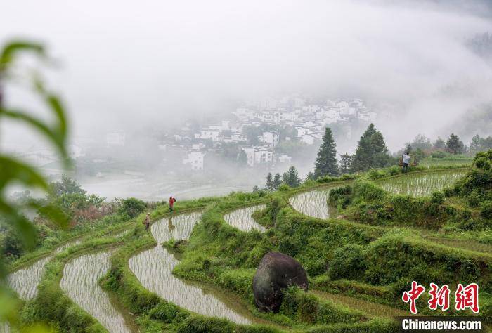 江西婺源江岭梯田晨景 层层叠叠美如画