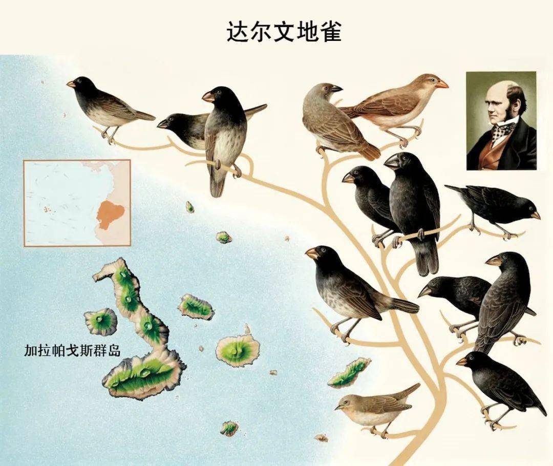 管舌雀一场意外引发的后果