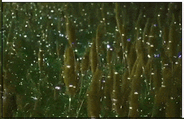 沱一桥下面的草地变得星星点点,如同萤火虫一般,真是太美了!