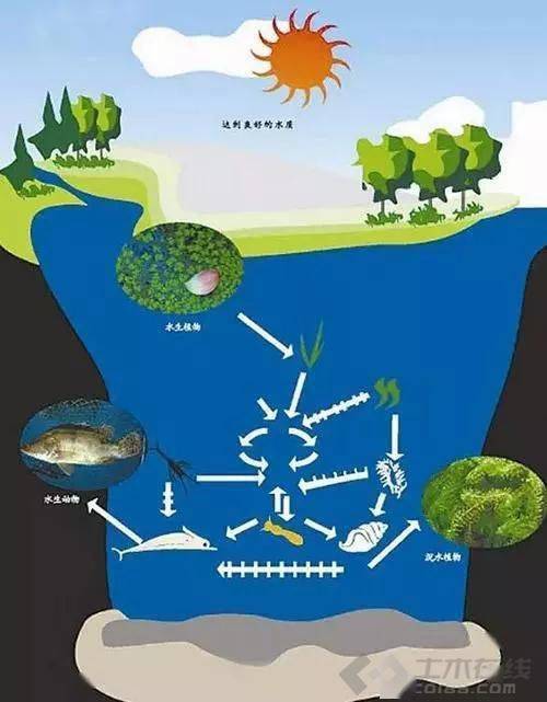 【地理拓展】关于河流渠道化与再自然化的地理知识总结