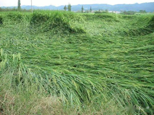 水稻种植户 教你提前预防水稻倒伏↘