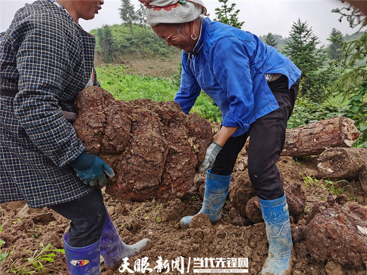 光条村村委会主任欧明光看着去年自己带头种植的茯苓如今大获丰收