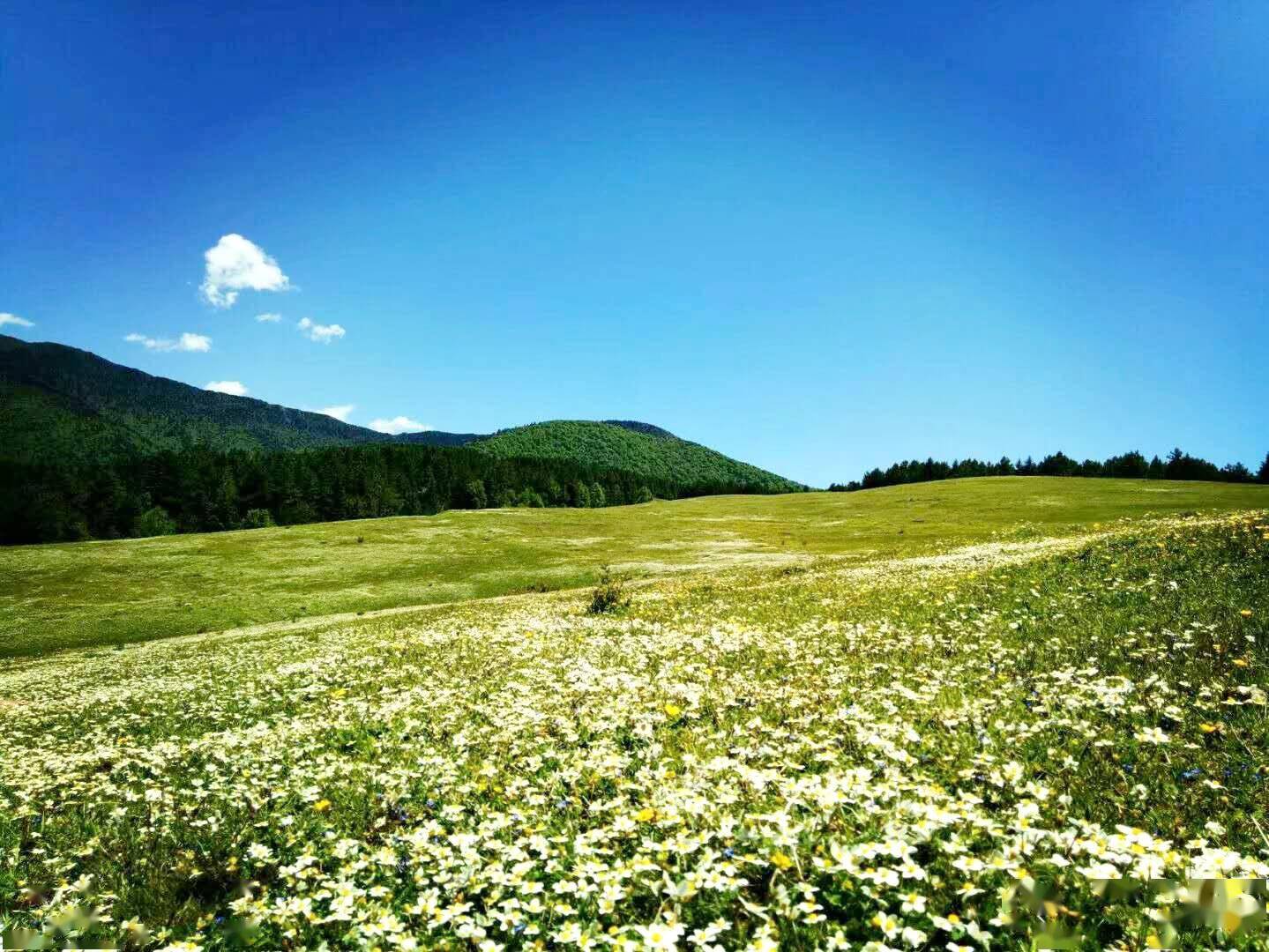 打卡金川心灵之旅嘎尖草坪