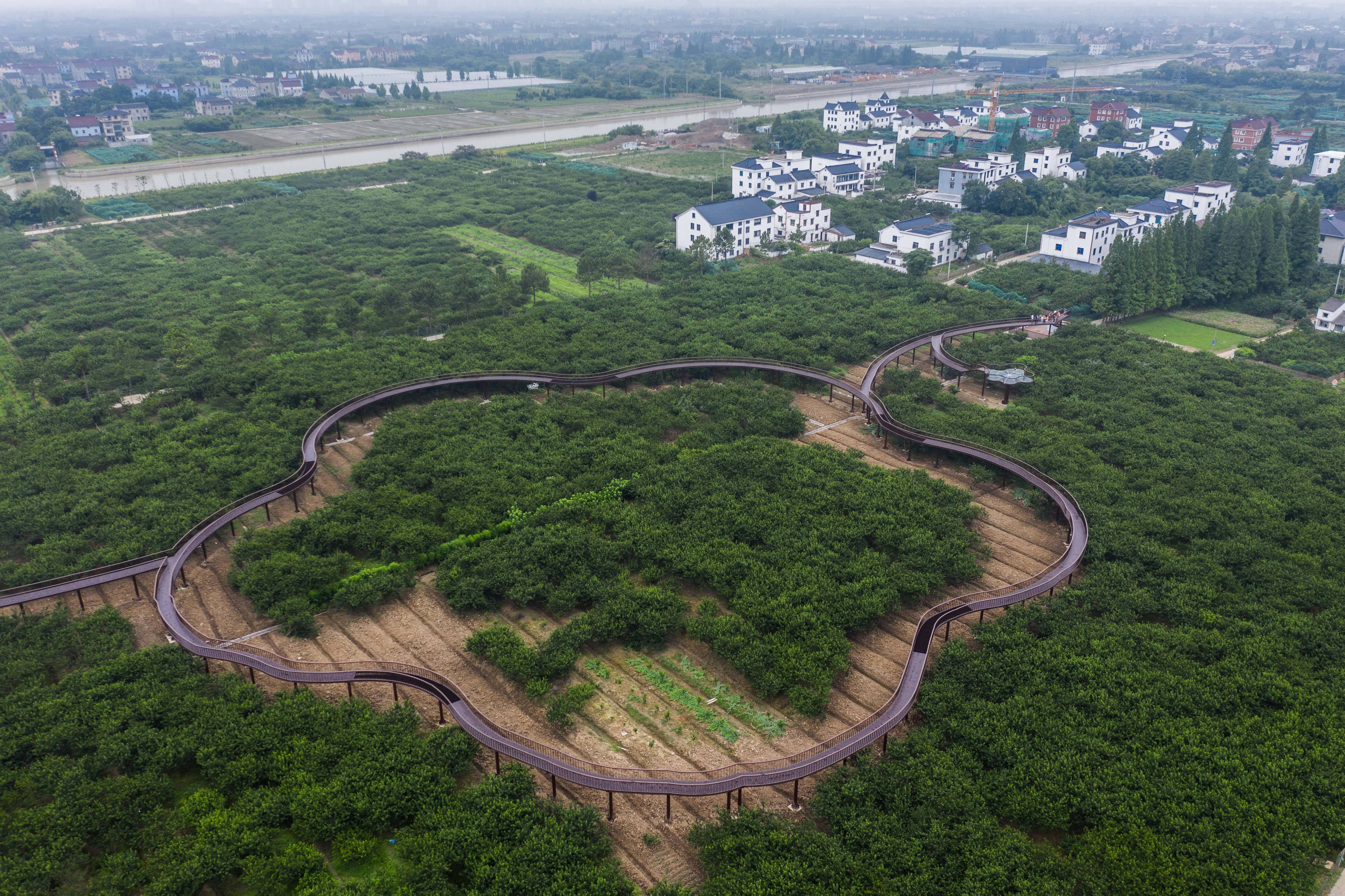 6月16日,空中俯瞰桃园村的槜李园,果园内新建成的栈道方便游客观赏