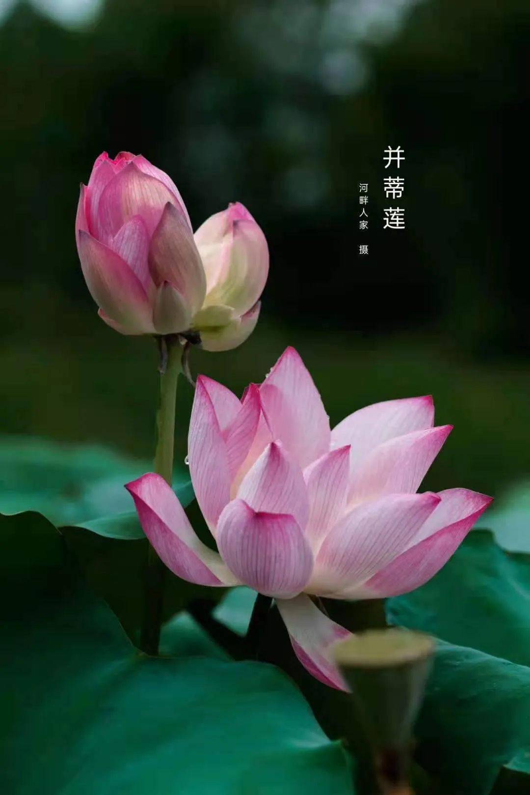 罕见韶关这个地方出现并蒂莲据说概率只有100000分之一快来碰个好事莲