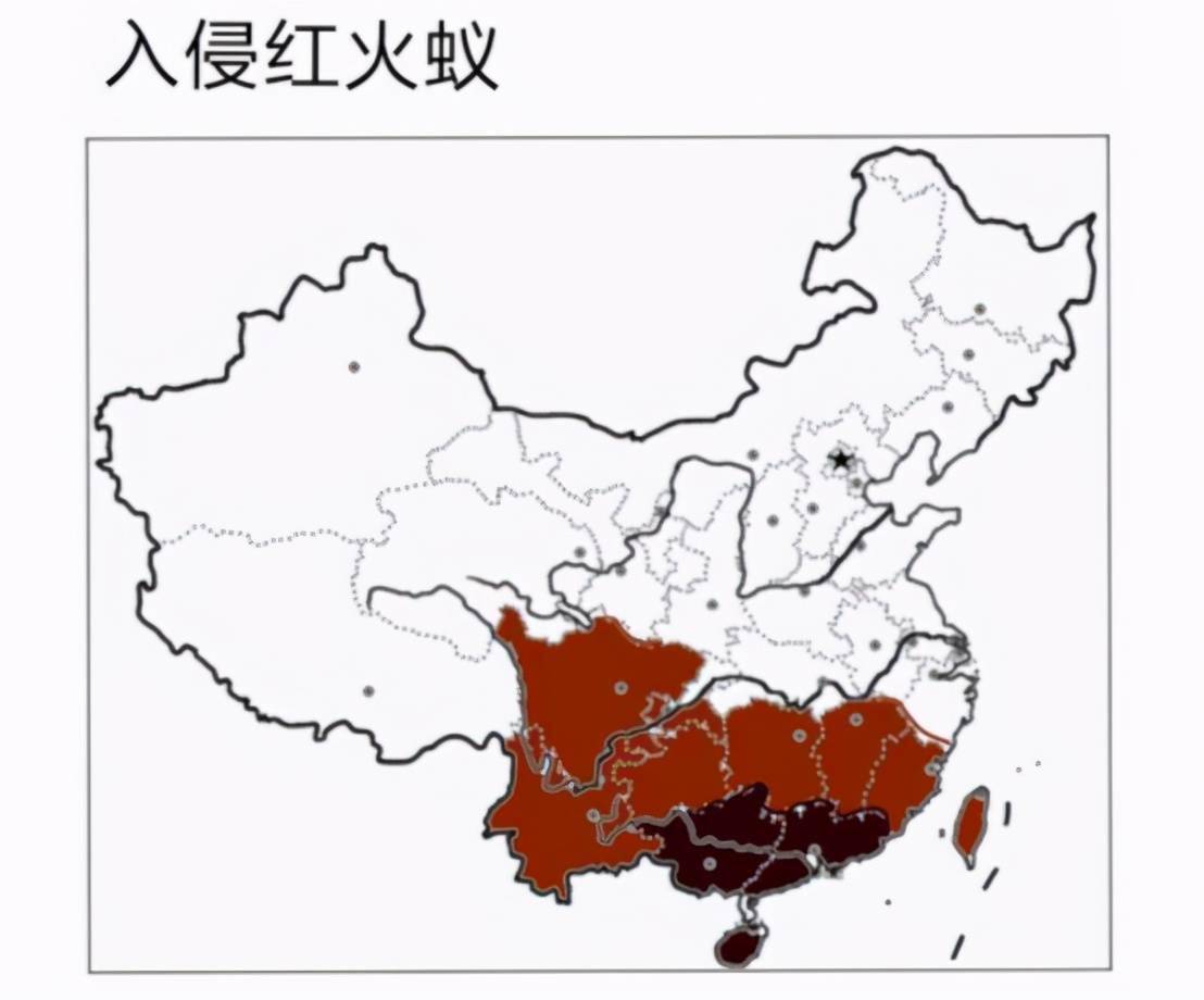 今年3月份,农业农村部发布消息称红火蚁已经在我国12个省份传播开来