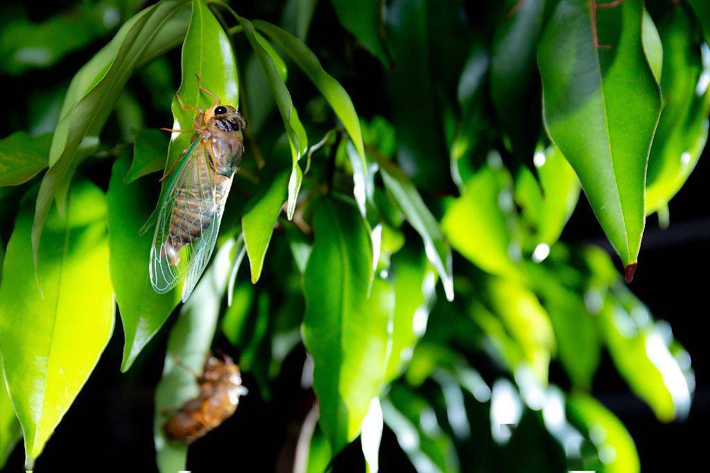 此时,代表夏季的昆虫蝉爬上树梢,开始在树影明灭中鸣叫,告诉人们炎热