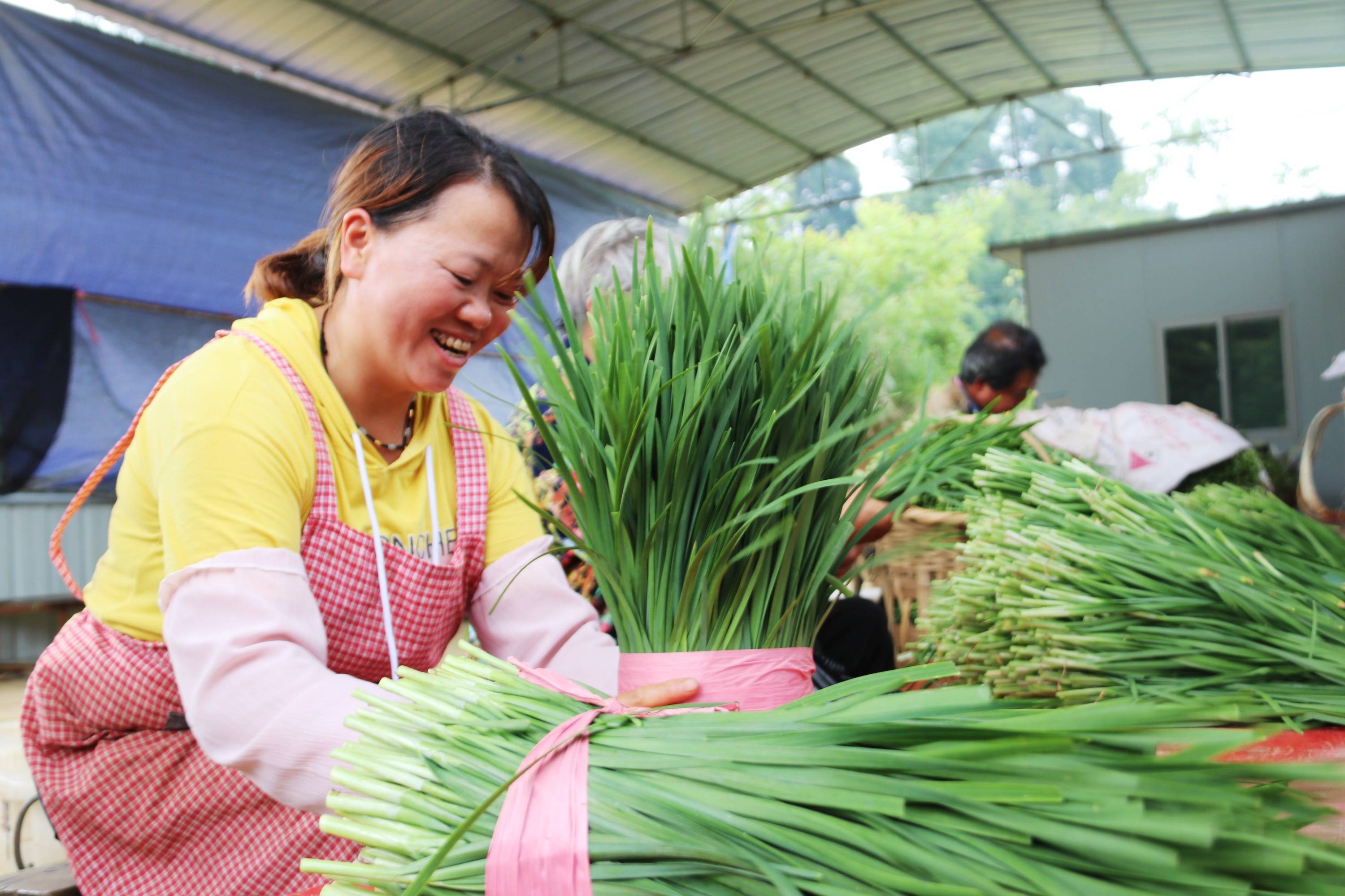 黔西林泉:韭菜种植促增收