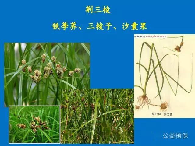 水稻田杂草高清图片收藏版