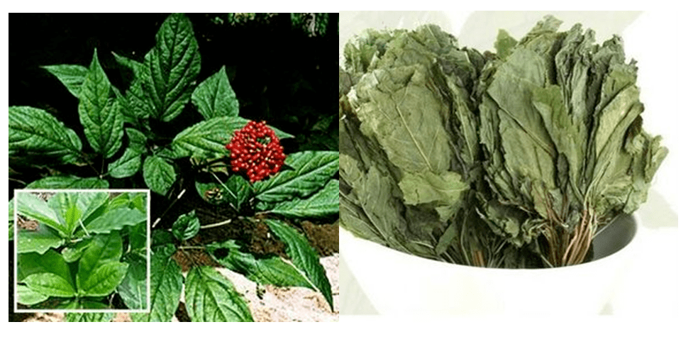 耳鼻喉医话|它是人参的叶子,能清肺补气,生胃津,止消渴,祛暑气,降虚火
