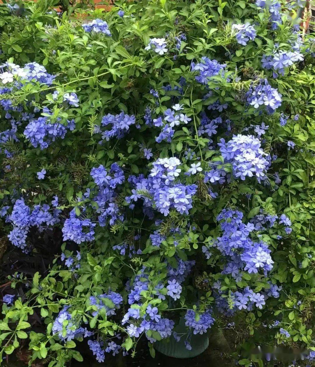 凌霄花绣凌霄花在5-8月份开花,耐热耐晒,太阳低下爬满墙头,开出小喇叭