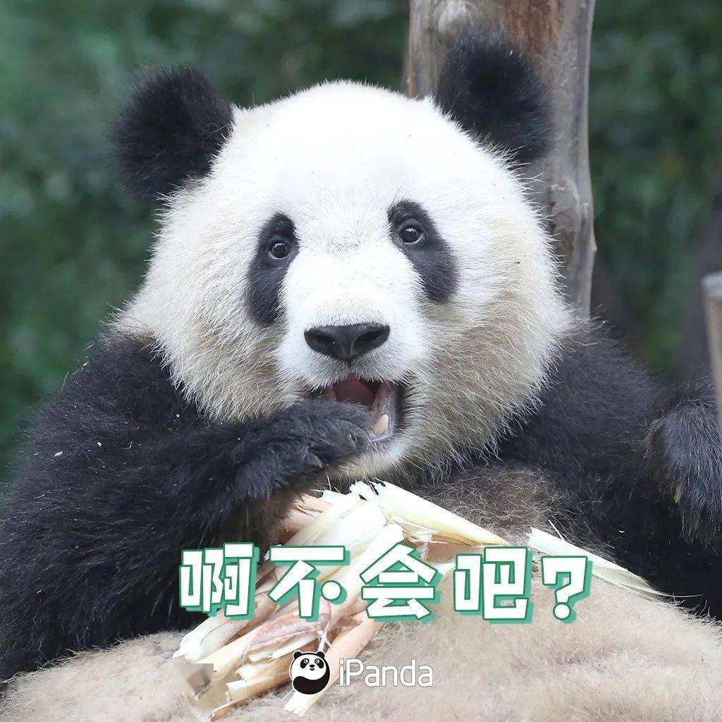 "熊猫风"交响乐,奏响熊猫童话新篇章