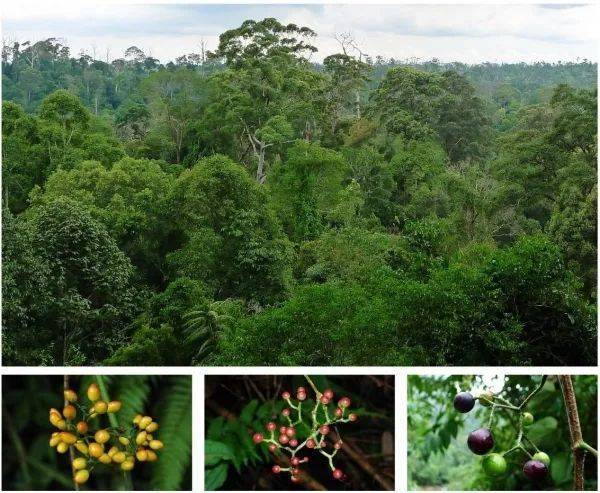 图1.崖爬藤属植物典型的热带雨林生境和吸引鸟类传播种子的肉质浆果