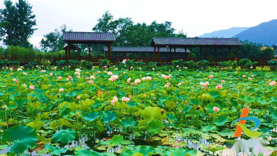 荷花池畔农舍悠然开州十里竹溪好一幅美妙夏日景致