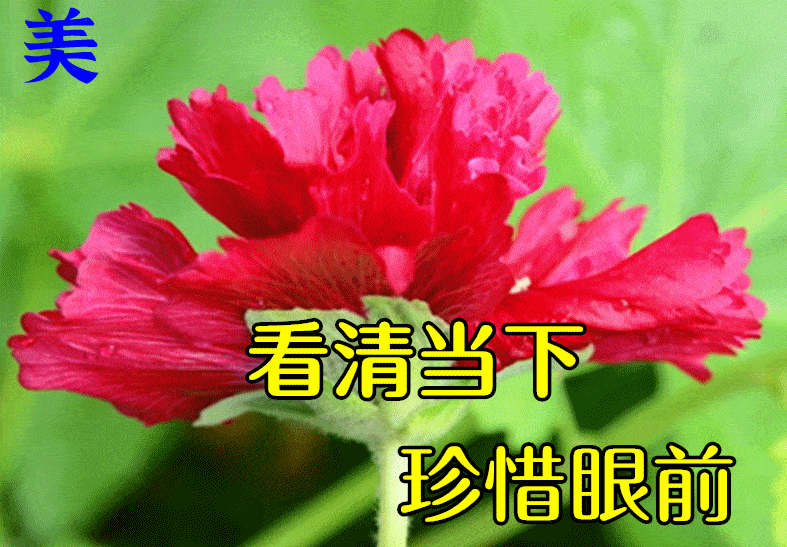 6月25日最漂亮早上好动态表情图片大全,早晨好动图美图大全