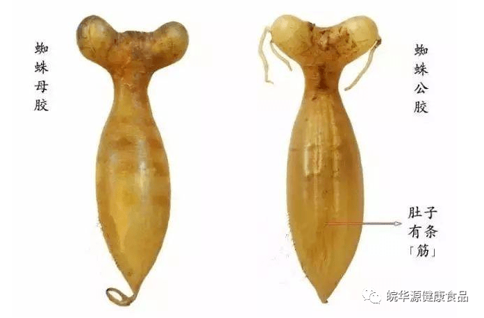 蜘蛛肚是野生大红鱼的鱼鳔,产地一般为印尼,马来西亚和越南.