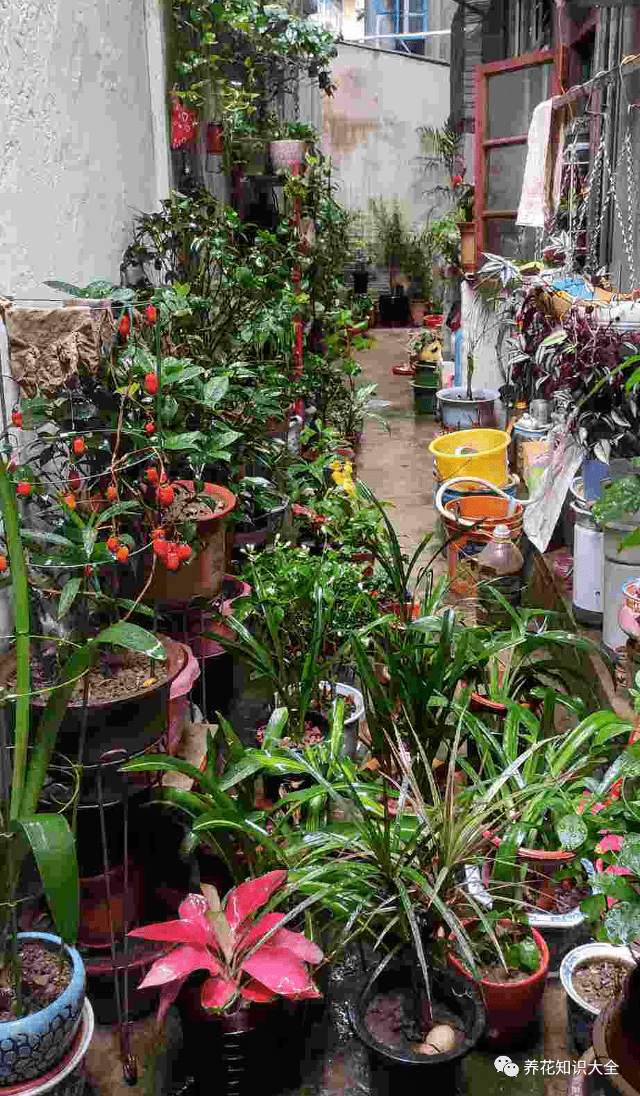 夏天超过30℃,再不给这些花降降温,小心全都热死了!