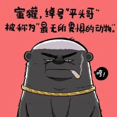 ptg300x平头哥不服就干的adv
