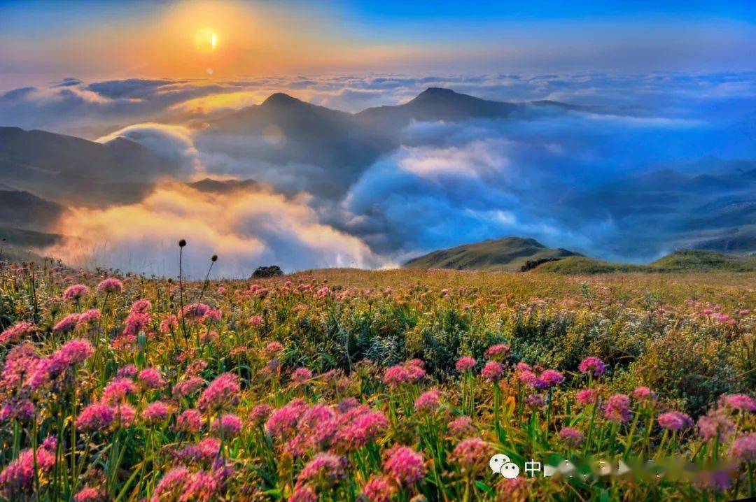 贵州的屋脊云山花海韭菜坪