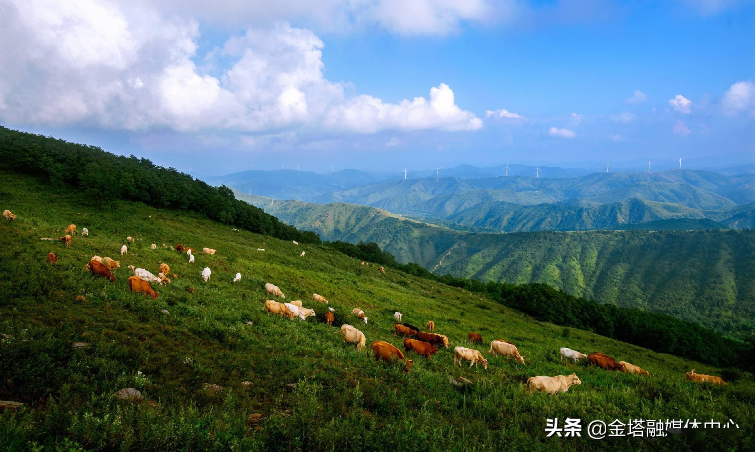 河南灵宝苏村乡:秀美青山 魅力无限