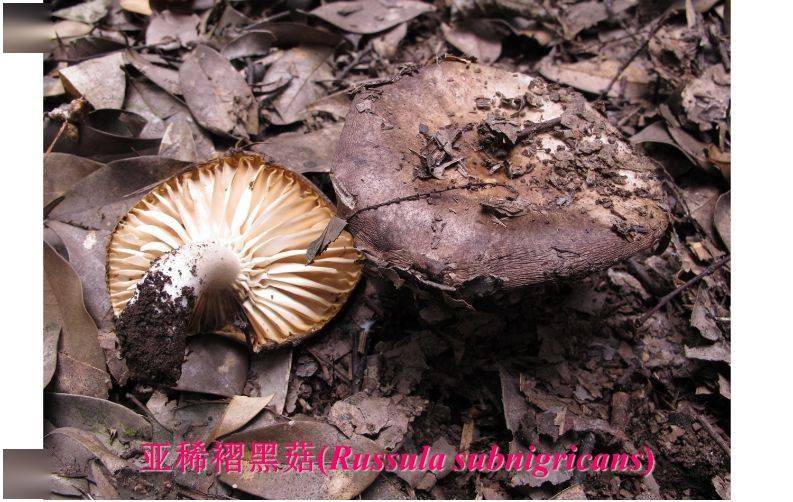 食用野生蘑菇有风险,请您千万要当心!