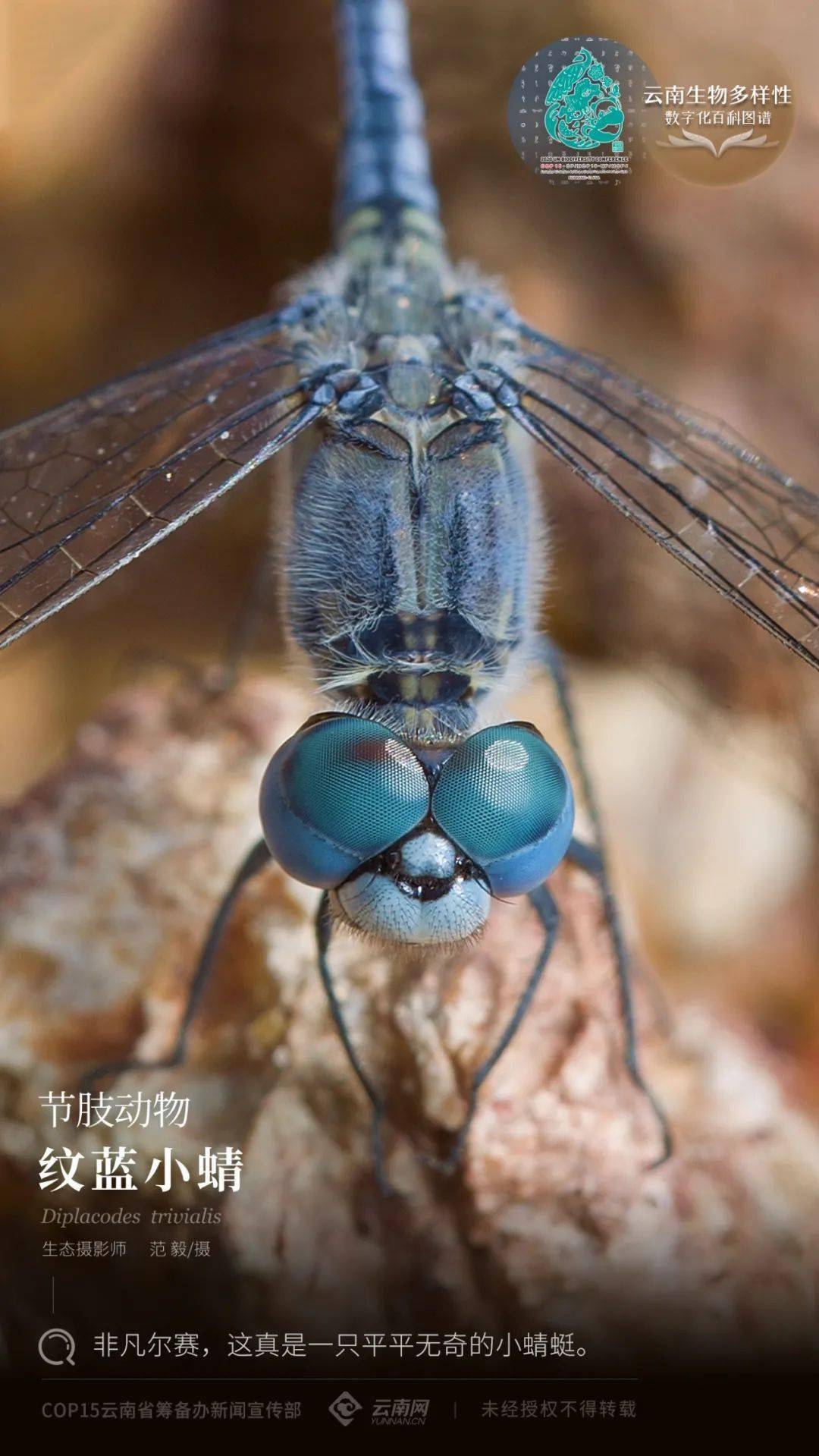 【云南生物多样性数字化百科图谱】节肢动物·纹蓝小蜻:非凡尔赛,这真
