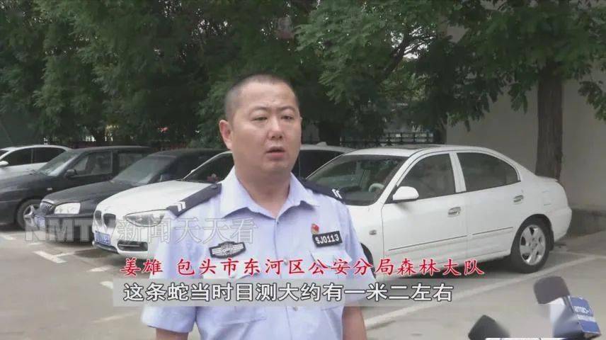 包头一地锦蛇出没,民警捕蛇放生._东河区