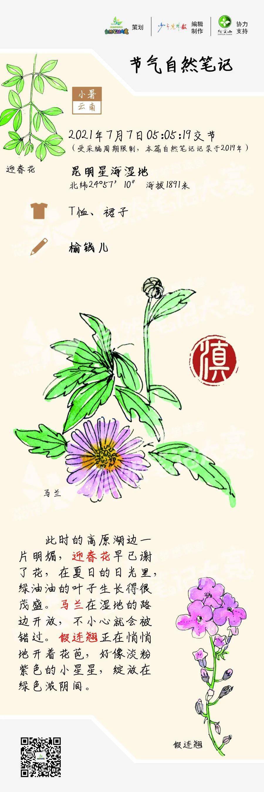 节气|小暑自然笔记