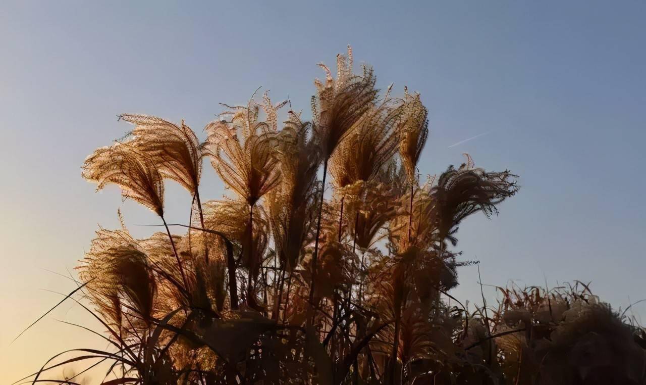 园林植物丨芒草类观赏草介绍