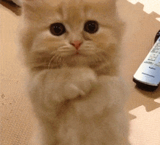 全明星篮球赛,冰淇淋免费送,宝贝王免费玩?还有猫猫可以撸…冲鸭!