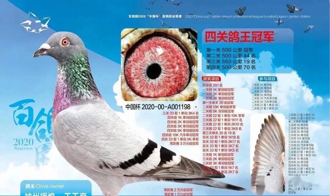 中国已成为世界赛鸽运动最激烈的赛场,高价鸽百万,千万频频出现.